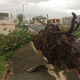 El huracán María arrancó de raíz un árbol en la calle de Santiago. (Foto cortesía de Ruth Santiago)